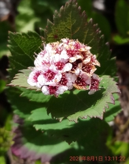 Spiraea morrisonicola