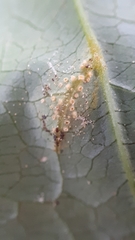 Uromyces scrophulariae