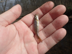 Clinostomus funduloides