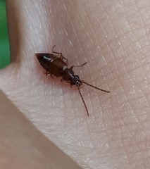 Anthophagus caraboides