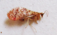 Mucroberotha vesicaria