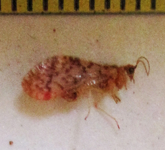Mucroberotha vesicaria