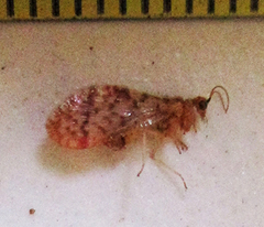 Mucroberotha vesicaria