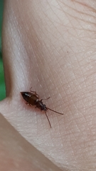 Anthophagus caraboides