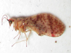 Mucroberotha vesicaria