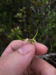 Metastelma parviflorum