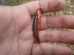 Chrosomus erythrogaster