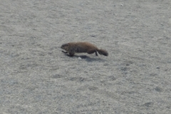 Marmota monax
