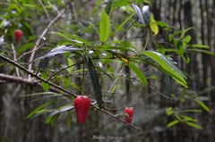 Crinodendron hookerianum