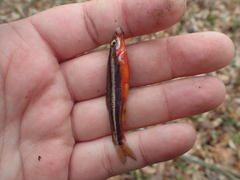 Chrosomus erythrogaster