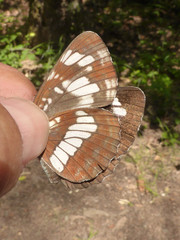 Neptis rivularis