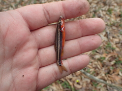 Chrosomus erythrogaster