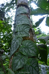 Monstera dubia