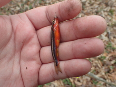 Chrosomus erythrogaster