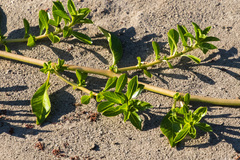 Ludwigia longifolia