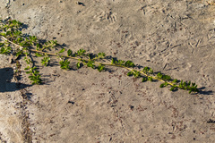 Ludwigia longifolia