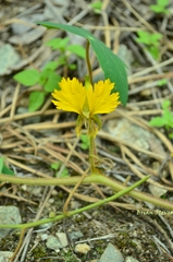 Tropaeolum peregrinum