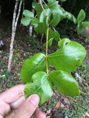 Psidium amplexicaule