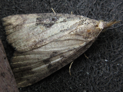 Hypena tristalis