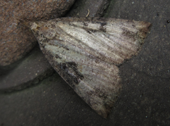 Hypena tristalis