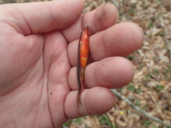 Chrosomus erythrogaster