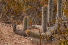 Trichocereus chiloensis litoralis