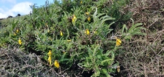 Sophora molloyi