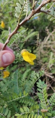 Sophora molloyi