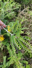 Sophora molloyi
