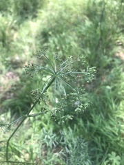 Cenolophium denudatum