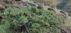Sophora molloyi