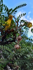 Sophora molloyi