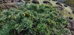 Sophora molloyi