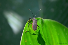 Leptoscelis flaviventris