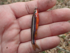 Chrosomus erythrogaster