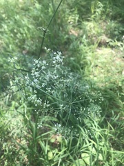 Cenolophium denudatum