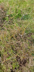 Sophora molloyi