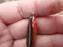 Chrosomus erythrogaster