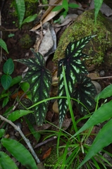 Begonia wollnyi