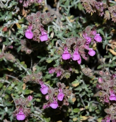 Teucrium marum