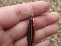 Chrosomus erythrogaster