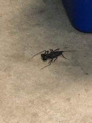 Mastigoproctus giganteus