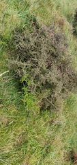 Sophora molloyi