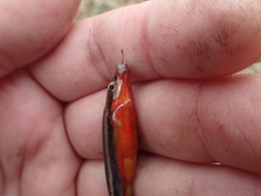 Chrosomus erythrogaster