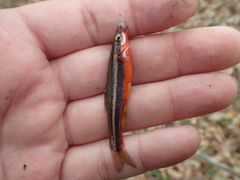 Chrosomus erythrogaster