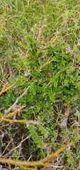 Sophora molloyi
