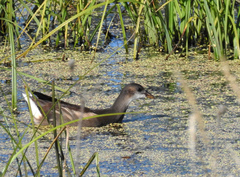 Gallinula chloropus