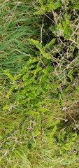 Sophora molloyi