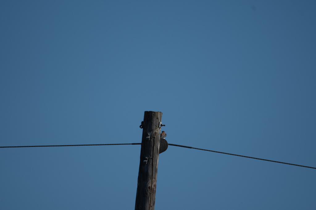 American Kestrel from Yolo, California, United States on July 28, 2020 ...