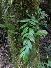 Marcgravia rectiflora